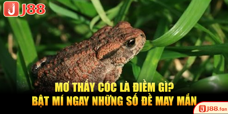 Mơ thấy cóc